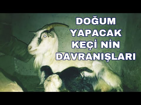 DOĞUM YAPACAK KEÇİNİN DAVRANIŞLARI NASILDIR #keçidoğumu #koyun #keçi #çobanlık #keçipeyniri