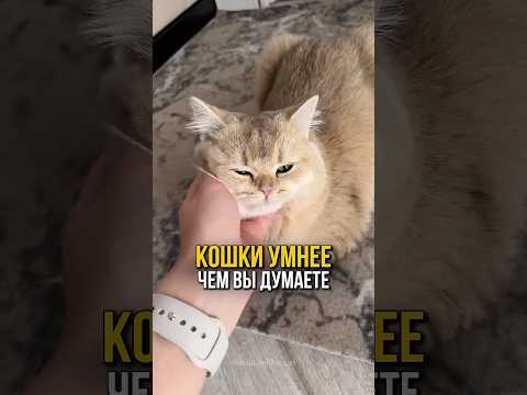 Кошки умнее чем вы думаете.😸