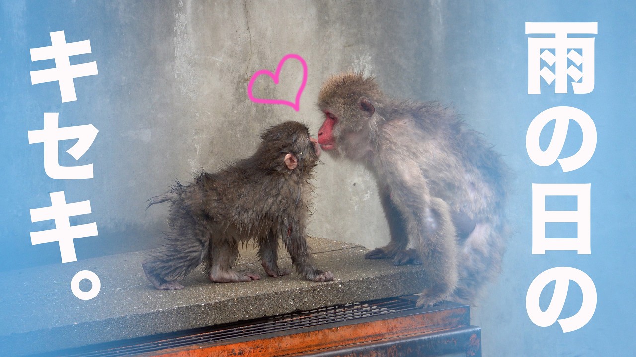 感動】パンチくんと他のお猿さんたちとの交流に涙…。市川市動植物園