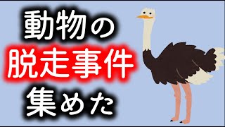 どうぶつ雑談！キリンの散歩とダチョウの脱走事件 #21