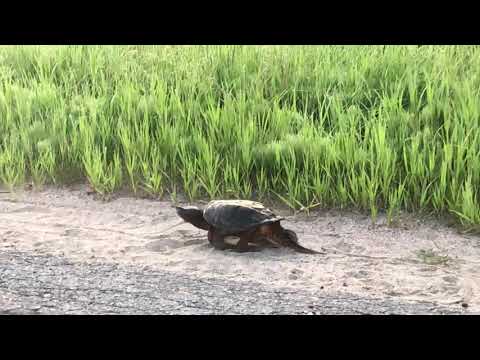Snapping turtle in Cardiff, Ontario