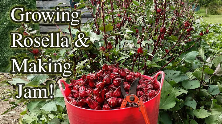 Rosella Growing Harvesting & Jam Making
