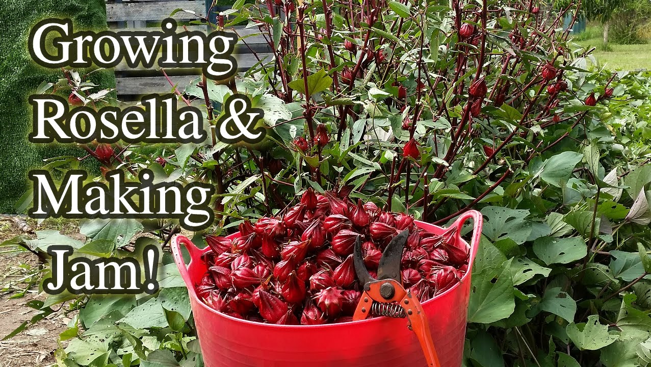 Rosella Harvesting & Jam Making -