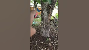 Rc scale trail crawler obstacle