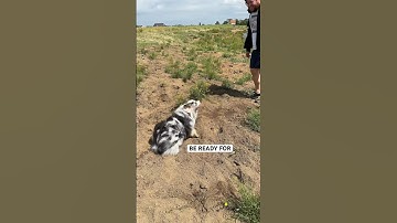 What to expect when you get an australian shepherd 😮