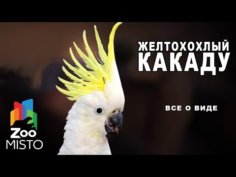 Желтохохлый какаду Все о виде попугаев | Вид попугая желтохохлый какаду