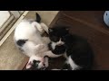 放棄された2匹の猫:ピコ太郎&ミミ  Abandoned two kittens.