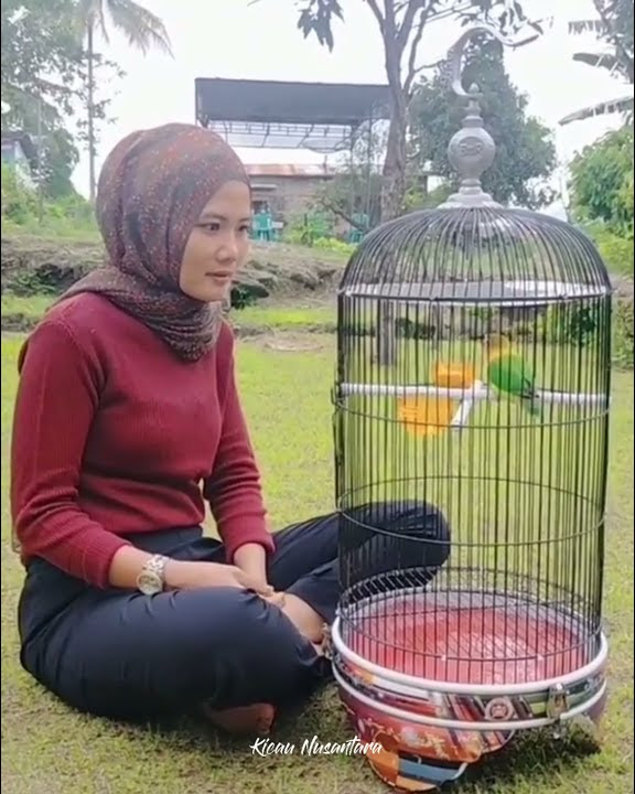 viral !!! cewek cantik joki burung lovebird