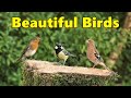 Birds TV in 4K ~ Extremely Satisfying Videos of Beautiful Garden Birds ⭐ 10 HOURS ⭐