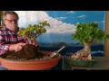Trasplante crasula ovata planta 🌿 de jade árbol del dinero 💵 jardin de bonsái de Antonio Ruiz