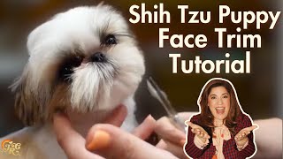Shih Tzu Puppy Grooming Face Transformation Tutorial