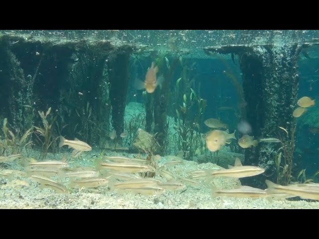 Watch Underwater Oklahoma on YouTube.