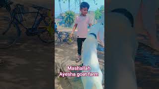 #mashallah_ماشاءالله #ayeshagoatfarm #goat #funny