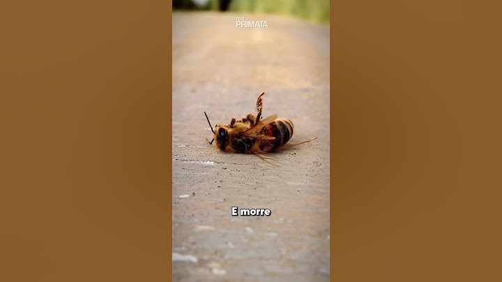 Why 🐝 Do People Die After Pica?