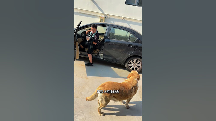 连狗都知道不能无证驾驶😂#音乐灵感推荐 #拉布拉多 #搞笑的狗狗 #是宠物更是家人 #宠物小精灵