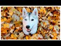 Finding the BIGGEST Pile of Leaves with my Husky!