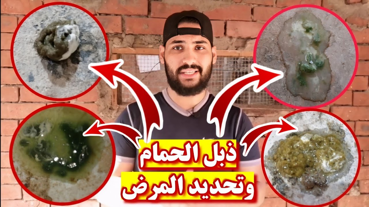 لون الزرق او الذبل ومعرفه الحمام مريض او سليم مع ابو مريم التونسي