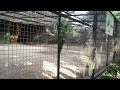 Emu | Kolkata Zoo | Zoological Garden | Alipore #video #youtubevideo #zoo #emu #kolkata #tourism