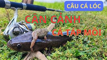 CÂU CÁ LÓC : QUAY CẬN CẢNH CÁ TÁP MỒI #5râuđivàcâu #recaloc #caucaloc #fishing #lure