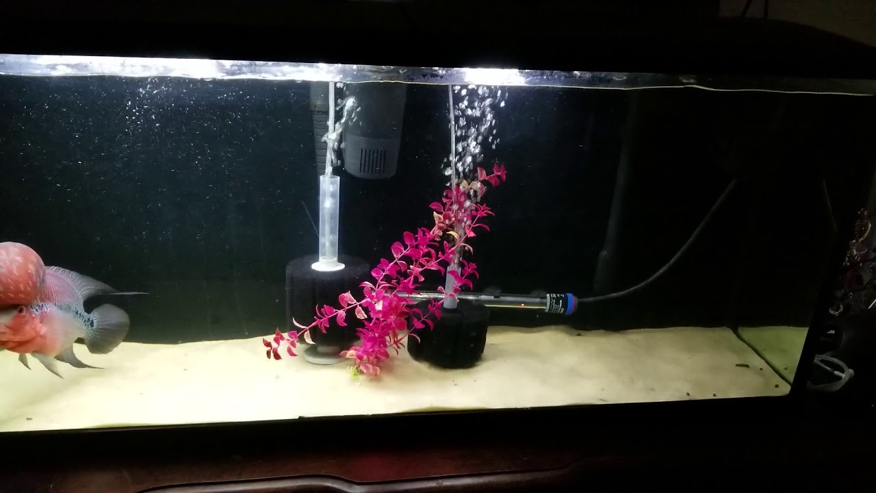 Cichlid tanks before water change YouTube