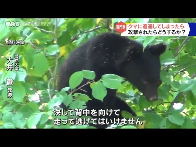 クマとの遭遇 専門家からの助言 - YouTube