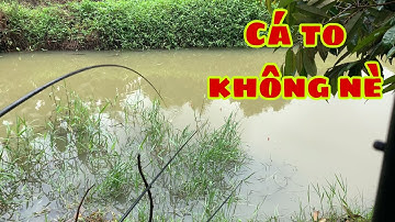 Câu Cá Rô Phi - Cá Mè Vinh Trúng Toàn Cá Bư Giật Liên Tục | Fishing - Miền Tây