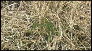 Grass Suppression for Koa Regeneration