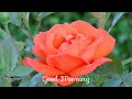 RED ROSE BLOOMING FLOWERS VIDEO in HD 1080p-BEAUTIFUL NATURE-BEAUTIFUL WORLD