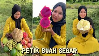 PANEN BUAH-BUAHAN SEGAR DIKEBUN!! - TIKTOK SULASTRI MAYANI PETIK BUAH