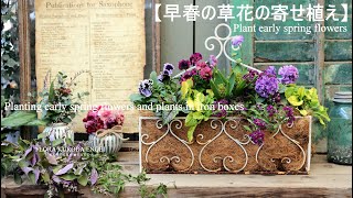 寄せ植え／早春の草花を使ったアイアンBOX　【冬のガーデニング】ヒヤシンス、スカビオサ、パンジー-フローラ黒田園芸-