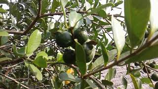 イエローストロベリーグアバをミバエの被害から守る法 How to guard yellow strawberry guava from fruit flies