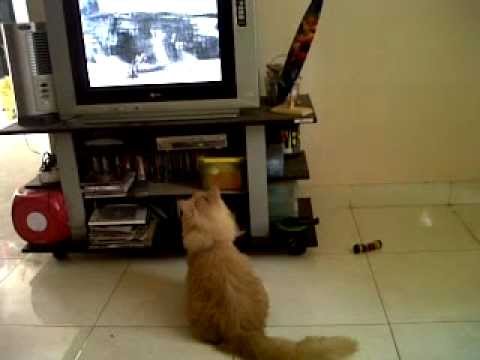 Kucing  Lucu  Kecanduan Film Kartun  YouTube 