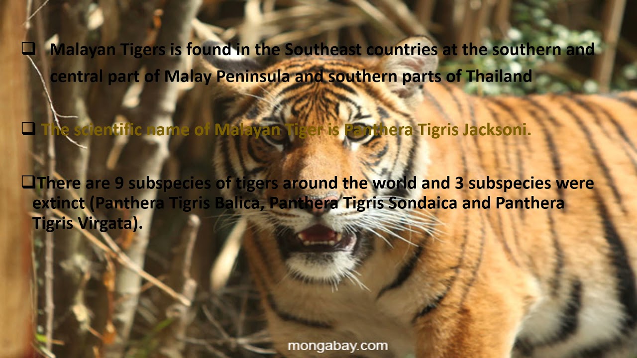 The Malayan Tigers