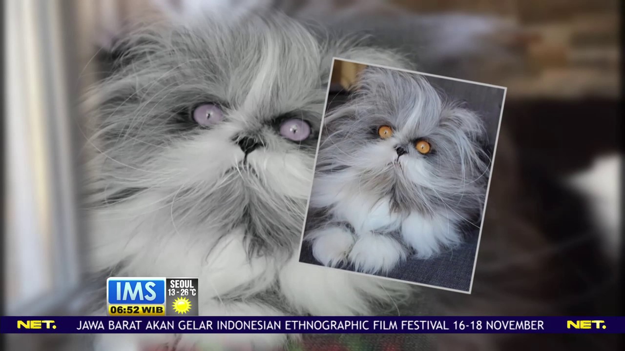 Unik Kucing Berbulu Lebat Seperti Anjing Youtube