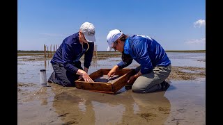 Where the Seagrass Grows