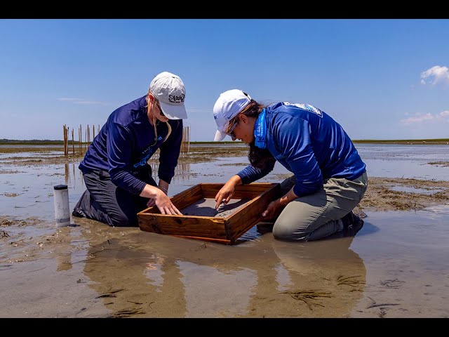 ki様　　SEAGRASS Where the Seagrass Grows - YouTube