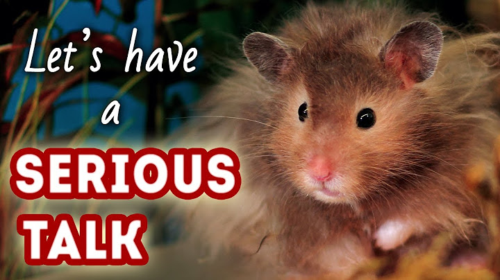 Hamster Community: We Need to Talk! 😊