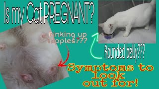 Paano malalaman kung buntis na ang pusa? Is my cat pregnant? Symptoms to look out for.