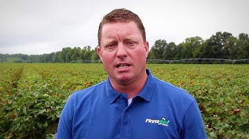 PhytoGen® W3FE varieties: control weeds for higher cotton yield potential