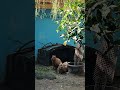 Capybara