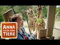 Tierfreundschaften | Reportage für Kinder | Anna und die wilden Tiere