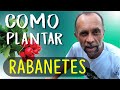 Como plantar rabanete