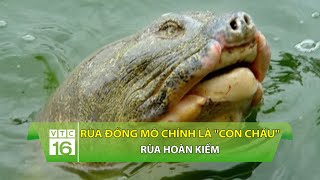 Rùa Đồng Mô chính là 