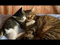 保護猫のチーちゃん、ニャンズに見守られながら元気いっぱいに成長中です!