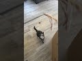 Cat’s fight of his life part 1