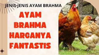 Jenis-jenis Ayam Brahma, Harga Ayam Brahma, Ciri-ciri Ayam Brahma
