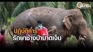 รายการสิงสา ตอน ปฏิบัติการรักษาช้างป่าบาดเจ็บ : Matichon Online