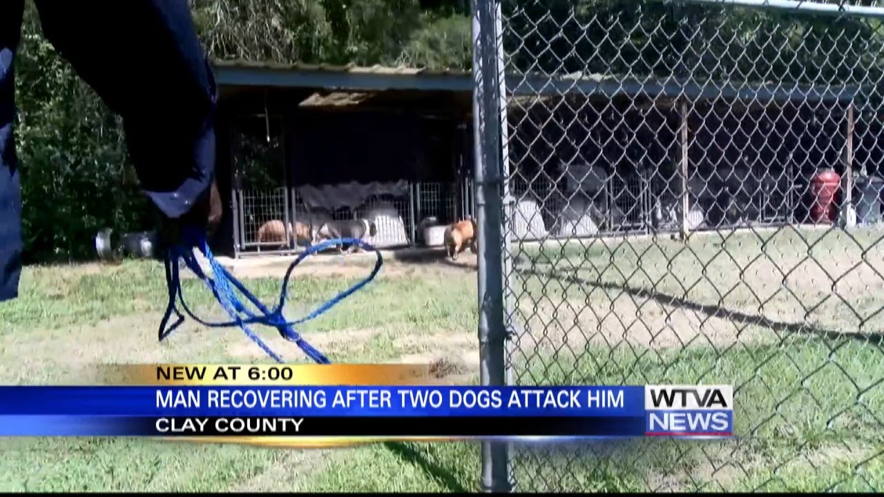 Man recovering after dog attack in Clay County - YouTube