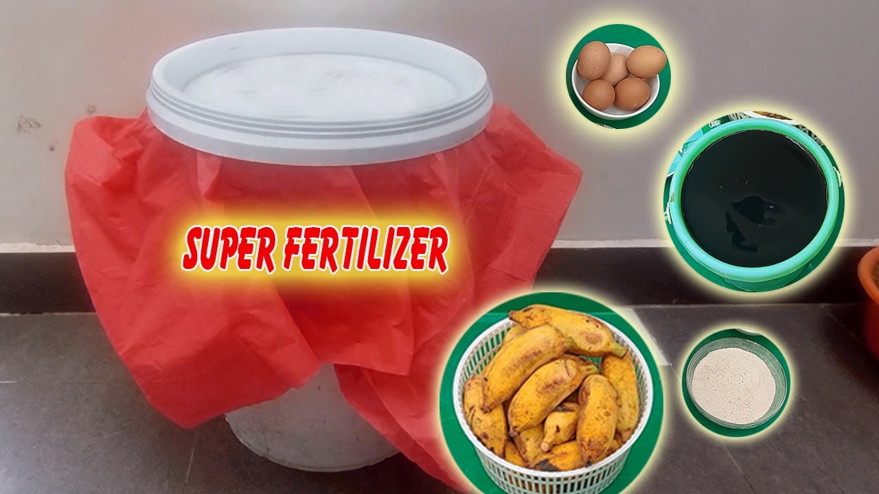 How to make super organic fertilizer from Bananas YouTube