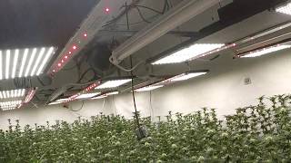 Led Medical Grow Day 18-21 of Flower